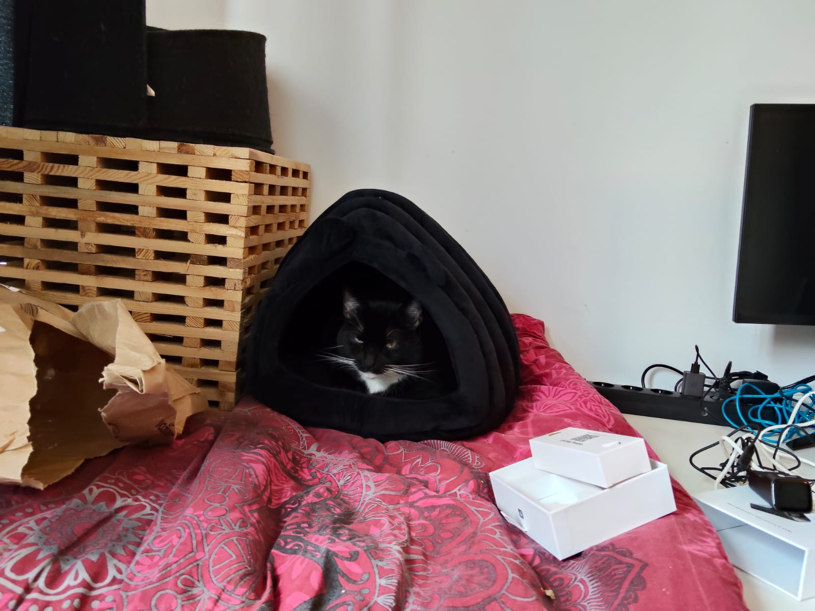 Kat